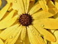 Joc Petale de flori Raindrop Jigsaw  on-line
