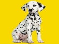 Joc Pups Phantom Jigsaw Puzzle  on-line