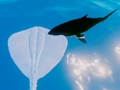 Joc Surfing Stingrays on-line