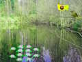 Joc Aventura în pădure la lumina soarelui  on-line