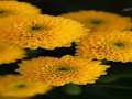Joc Crizanteme Jigsaw  on-line