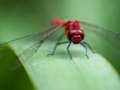 Joc Dragon Fly Jigsaw on-line