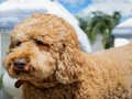 Joc Puzzle Labradoodle  on-line