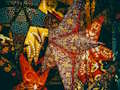 Joc Stele de Crăciun Jigsaw  on-line