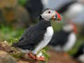 Joc Puffin Bird Jigsaw on-line