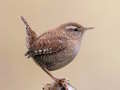 Joc Birdlingo on-line