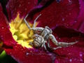 Joc Păianjen crab Jigsaw  on-line
