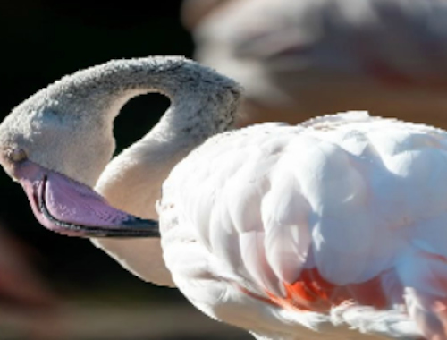Joc Jigsaw de păsări Flamingo  on-line