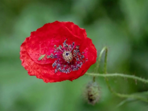 Joc Poppy Nature Flower Jigsaw  on-line